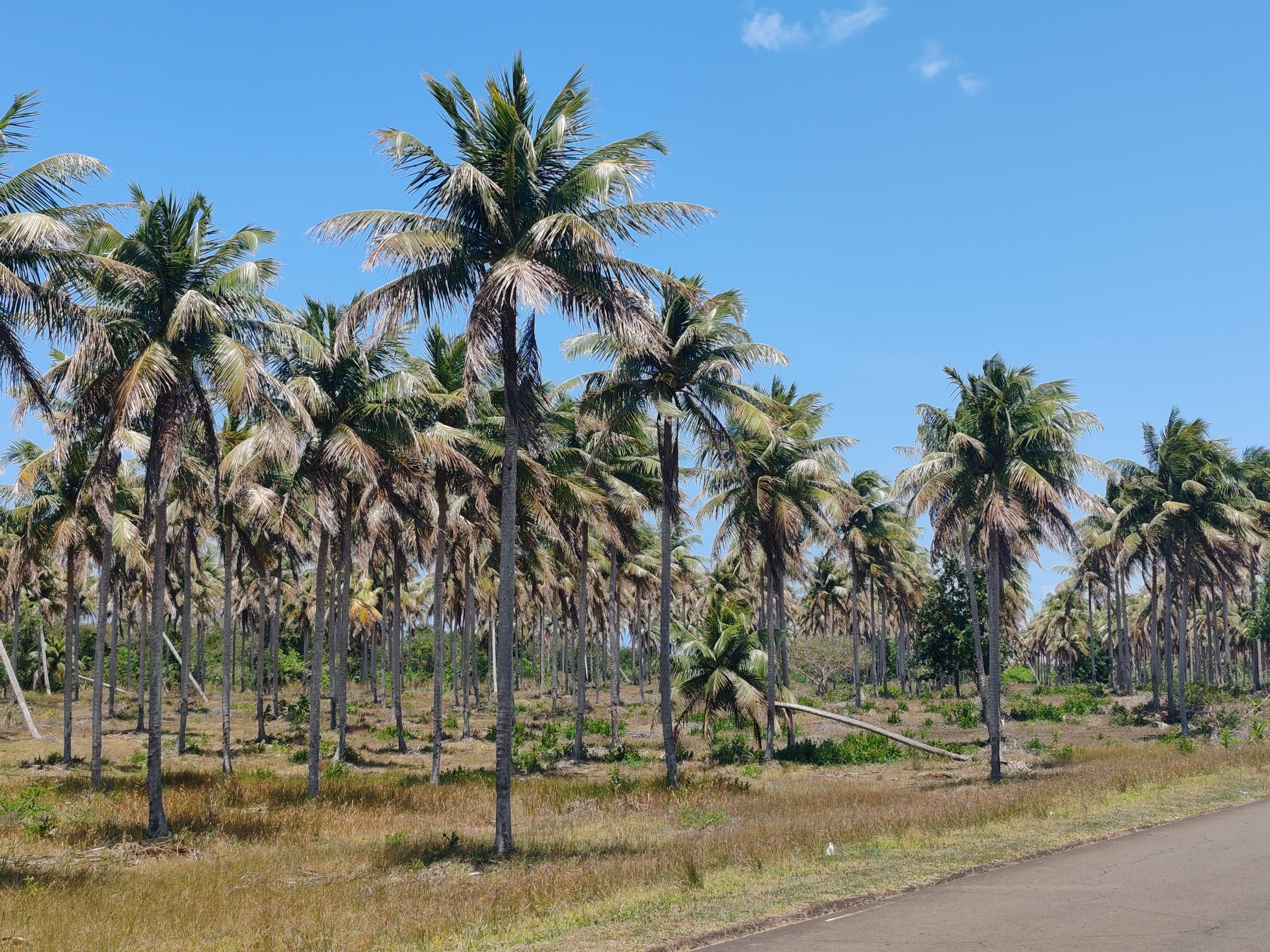 Palm-lined road in rural Madagascar — the journey to vanilla country