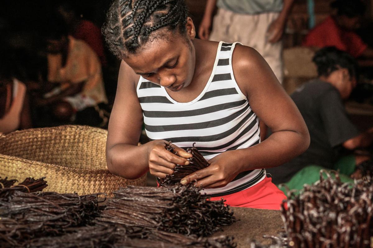 Malagasy woman carefully sorting vanilla beans by grade