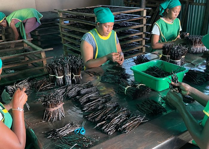 Workers sorting and grading vanilla at origin facility